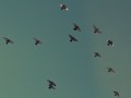 sky-flying-animals-birds-large